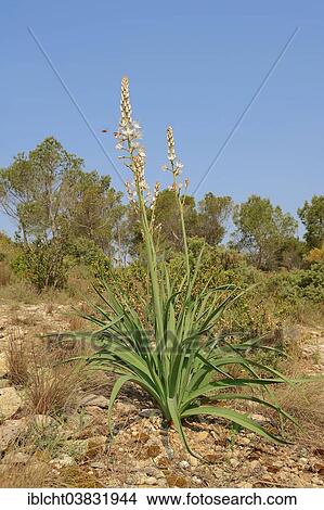 Picture - "White Asphodel (Asphodelus albus), Provence, Southern France, France, Europe". Fotosearch