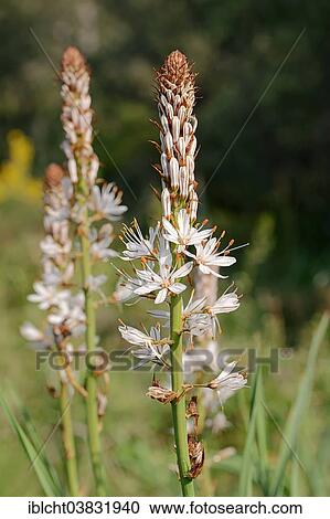 "White Asphodel (Asphodelus albus), Provence, Southern France, France, Europe" View Large Photo Image Stock Image - "White Asphodel (Asphodelus albus), Provence, Southern France, France, Europe". Fotosearch