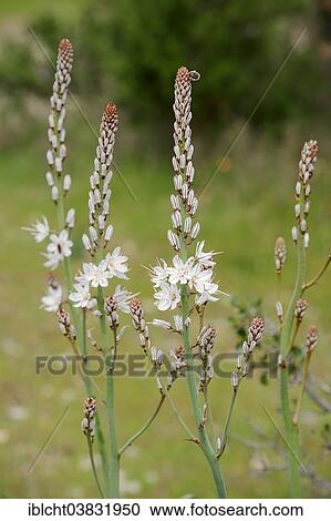 "White Asphodel (Asphodelus albus), Provence, Southern France, France, Europe" View Large Photo Image Stock Image - "White Asphodel (Asphodelus albus), Provence, Southern France, France, Europe". Fotosearch
