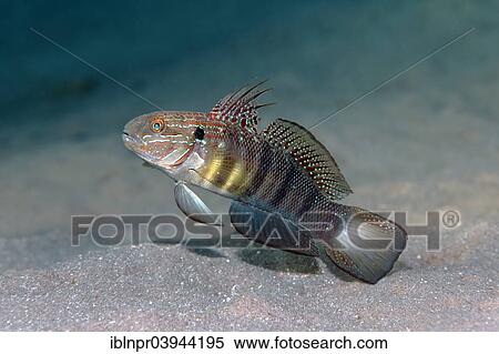 "White-barred gobyl (Amblygobius phalaena), on sandy bottom, Red Sea, Egypt, Africa" View Large Photo Image Stock Photography - "White-barred gobyl (Amblygobius phalaena), on sandy bottom, Red Sea, Egypt, Africa". Fotosearch