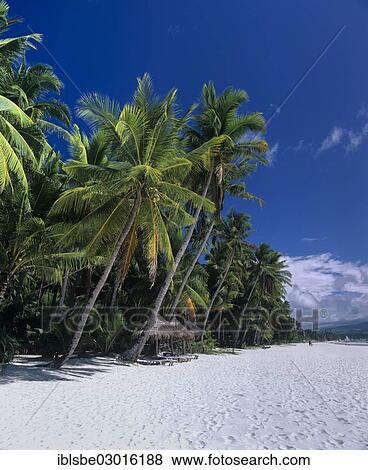 "White Beach, a white sandy beach, palm trees, parasols, Boracay, Aklan, Philippines, Asia" View Large Photo Image Stock Photo - "White Beach, a white sandy beach, palm trees, parasols, Boracay, Aklan, Philippines, Asia". Fotosearch