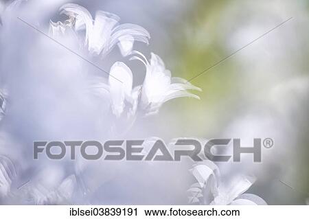 White bellflowers (Campanula) View Large Photo Image Stock Image - White bellflowers (Campanula). Fotosearch