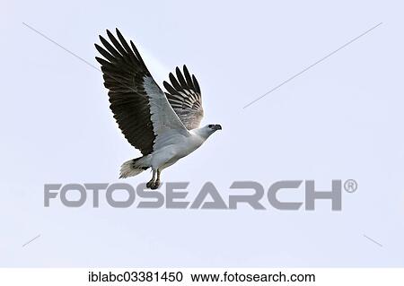 Stock Image - "White-bellied Sea Eagle (Haliaeetus leucogaster), Raja Ampat, West Papua, Indonesia, Asia". Fotosearch