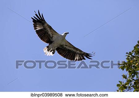Stock Photo - "White-bellied Sea Eagle (Haliaeetus leucogaster) in flight, Komodo National Park, Unesco World Heritage Site, Komodo Island, Lesser Sunda Islands, Indonesia, Asia". Fotosearch