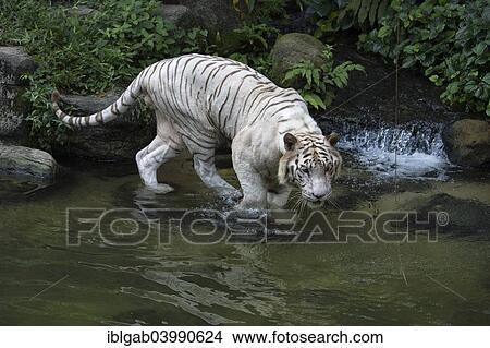 "White Bengal Tiger (Panthera tigris tigris) in the water, Singapore, Asia" View Large Photo Image Picture - "White Bengal Tiger (Panthera tigris tigris) in the water, Singapore, Asia". Fotosearch