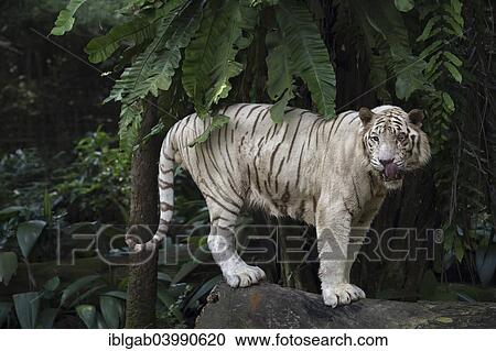 Stock Image - "White Bengal Tiger (Panthera tigris tigris), Singapore, Asia". Fotosearch