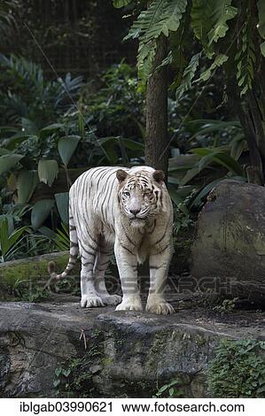 "White Bengal Tiger (Panthera tigris tigris), Singapore, Asia" View Large Photo Image Stock Image - "White Bengal Tiger (Panthera tigris tigris), Singapore, Asia". Fotosearch