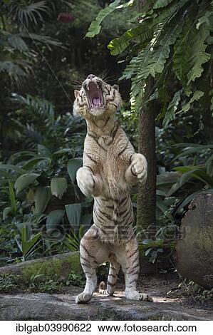 "White Bengal Tiger (Panthera tigris tigris) standing on its hindlegs, Singapore, Asia" View Large Photo Image Stock Image - "White Bengal Tiger (Panthera tigris tigris) standing on its hindlegs, Singapore, Asia". Fotosearch
