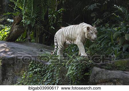 "White Bengal Tiger (Panthera tigris tigris), Singapore, Asia" View Large Photo Image Stock Photo - "White Bengal Tiger (Panthera tigris tigris), Singapore, Asia". Fotosearch