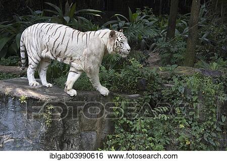 "White Bengal Tiger (Panthera tigris tigris), Singapore, Asia" View Large Photo Image Stock Photograph - "White Bengal Tiger (Panthera tigris tigris), Singapore, Asia". Fotosearch