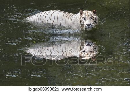 "White Bengal Tiger (Panthera tigris tigris) in the water, Singapore, Asia" View Large Photo Image Stock Photography - "White Bengal Tiger (Panthera tigris tigris) in the water, Singapore, Asia". Fotosearch