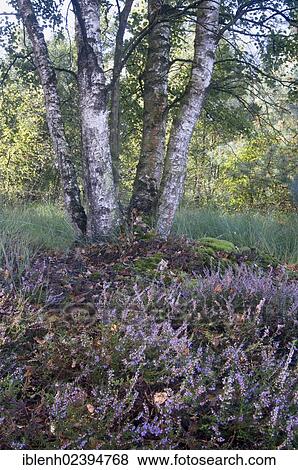 "White Birch (Betula pubescens) and Heather (Calluna vulgaris), Tausendschrittmoor, Haren, Emsland region, Lower Saxony, Germany, Europe" View Large Photo Image Stock Photo - "White Birch (Betula pubescens) and Heather (Calluna vulgaris), Tausendschrittmoor, Haren, Emsland region, Lower Saxony, Germany, Europe". Fotosearch