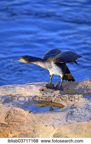 "White-breasted Cormorant (Phalacrocorax lucidus), Bird Island, Lambert's Bay, Western Cape, South Africa, Africa" View Large Photo Image Stock Photo - "White-breasted Cormorant (Phalacrocorax lucidus), Bird Island, Lambert's Bay, Western Cape, South Africa, Africa". Fotosearch