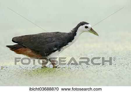 "White-breasted Waterhen (Amaurornis phoenicurus, Gallinula phoenicurus) foraging for food, Keoladeo National Park, Bharatpur, Rajasthan, India, Asia" View Large Photo Image Stock Image - "White-breasted Waterhen (Amaurornis phoenicurus, Gallinula phoenicurus) foraging for food, Keoladeo National Park, Bharatpur, Rajasthan, India, Asia". Fotosearch