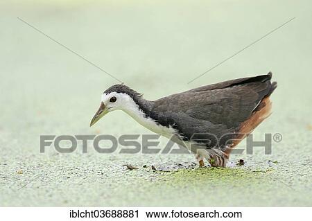 "White-breasted Waterhen (Amaurornis phoenicurus, Gallinula phoenicurus) foraging for food, Keoladeo National Park, Bharatpur, Rajasthan, India, Asia" View Large Photo Image Stock Image - "White-breasted Waterhen (Amaurornis phoenicurus, Gallinula phoenicurus) foraging for food, Keoladeo National Park, Bharatpur, Rajasthan, India, Asia". Fotosearch