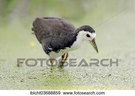 Stock Photo - "White-breasted Waterhen (Amaurornis phoenicurus, Gallinula phoenicurus) foraging for food, Keoladeo Ghana Nationalpark, Bharatpur, Rajasthan, India, Asia". Fotosearch