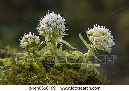 "White Butterbur (Petasites albus), Innsbruck, Tyrol, Austria, Europe" View Large Photo Image Stock Image - "White Butterbur (Petasites albus), Innsbruck, Tyrol, Austria, Europe". Fotosearch