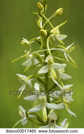 "White Butterfly Orchid (Planta bifolia), Ellmau, Tyrol, Austria, Europe" View Large Photo Image Stock Photography - "White Butterfly Orchid (Planta bifolia), Ellmau, Tyrol, Austria, Europe". Fotosearch