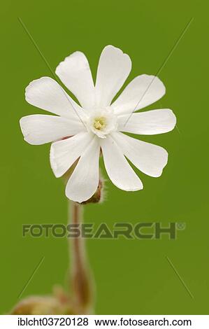 "White Campion or Bladder Campion (Silene latifolia, Melandrium album), flower, North Rhine-Westphalia, Germany, Europe" View Large Photo Image Stock Photo - "White Campion or Bladder Campion (Silene latifolia, Melandrium album), flower, North Rhine-Westphalia, Germany, Europe". Fotosearch