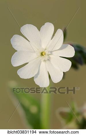 "White Campion (Silene latifolia alba), flower, Provence, Southern France, France, Europe" View Large Photo Image Picture - "White Campion (Silene latifolia alba), flower, Provence, Southern France, France, Europe". Fotosearch