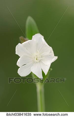 Stock Photography - "White Campion (Silene latifolia, Melandrium album), flower, North Rhine-Westphalia, Germany, Europe". Fotosearch