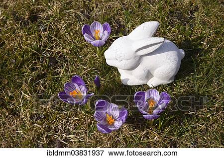 White ceramic Easter Bunny and crocuses View Large Photo Image Stock Photo - White ceramic Easter Bunny and crocuses. Fotosearch
