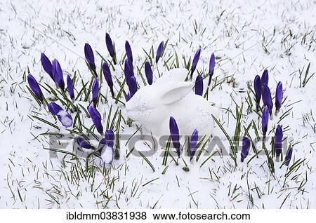 Stock Photo - White ceramic Easter Bunny and crocuses in the snow. Fotosearch