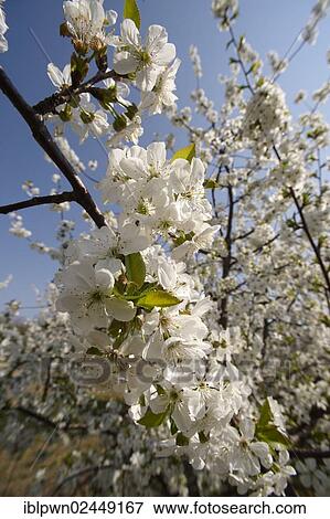 Stock Photo - White cherry blossom on a cherry tree (Prunus sp. ). Fotosearch