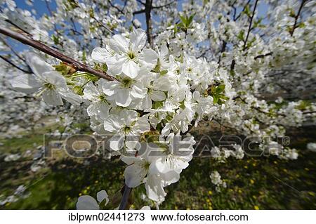 Stock Image - White cherry blossoms. Fotosearch