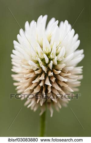 "White Clover or Dutch Clover (Trifolium repens), Mannheim, Baden-Wurttemberg, Germany, Europe" View Large Photo Image Stock Image - "White Clover or Dutch Clover (Trifolium repens), Mannheim, Baden-Wurttemberg, Germany, Europe". Fotosearch