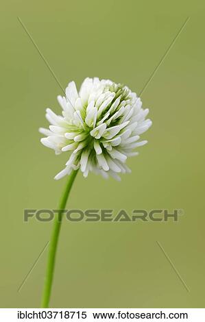 "White Clover or Dutch Clover (Trifolium repens), Bavaria, Germany, Europe" View Large Photo Image Stock Photography - "White Clover or Dutch Clover (Trifolium repens), Bavaria, Germany, Europe". Fotosearch