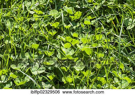 Stock Photograph - "White Clover (Trifolium repens) leaves, growing amongst grass in pasture, Cheshire, England, United Kingdom, Europe". Fotosearch