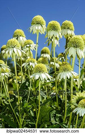 White Coneflower (Echinacea purpurea 'Alba') View Large Photo Image Stock Image - White Coneflower (Echinacea purpurea 'Alba'). Fotosearch
