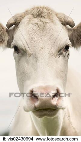 "White cow, portrait" View Large Photo Image Picture - "White cow, portrait". Fotosearch