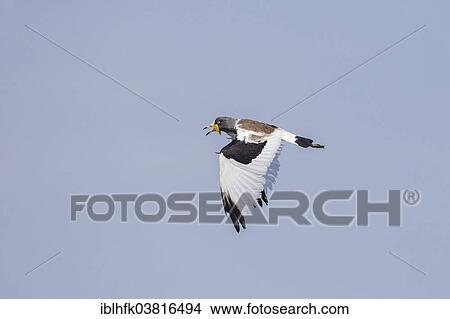 "White-crowned Lapwing (Vanellus albiceps) in flight, Southern Province, Zambia, Africa" View Large Photo Image Picture - "White-crowned Lapwing (Vanellus albiceps) in flight, Southern Province, Zambia, Africa". Fotosearch