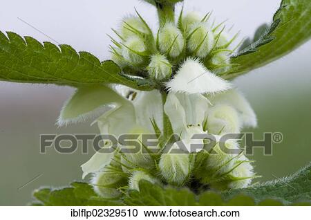 "White Dead-nettle (Lamium album), close-up of flowers and flowerbuds, Crossness Nature Reserve, Bexley, Kent, England, United Kingdom, Europe" View Large Photo Image Stock Image - "White Dead-nettle (Lamium album), close-up of flowers and flowerbuds, Crossness Nature Reserve, Bexley, Kent, England, United Kingdom, Europe". Fotosearch