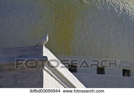"White dove resting at the white walls of Boudnath Stupa, Kathmandu Valley, Kathmandu, Kathmandu District, Bagmati Zone, Nepal, Asia" View Large Photo Image Picture - "White dove resting at the white walls of Boudnath Stupa, Kathmandu Valley, Kathmandu, Kathmandu District, Bagmati Zone, Nepal, Asia". Fotosearch