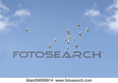 White Doves (Columbidae) flying against a blue sky View Large Photo Image Picture - White Doves (Columbidae) flying against a blue sky. Fotosearch