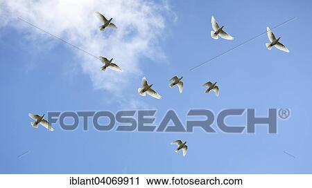 "White Doves (Columbidae) in flight against a slightly cloudy sky, Germany, Europe" View Large Photo Image Stock Image - "White Doves (Columbidae) in flight against a slightly cloudy sky, Germany, Europe". Fotosearch