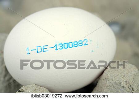 "White egg with the producer code, Germany, Europe" View Large Photo Image Stock Image - "White egg with the producer code, Germany, Europe". Fotosearch