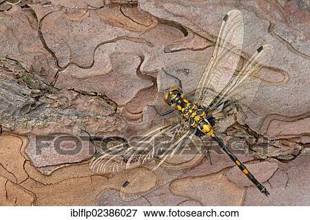 "White-faced Darter (Leucorrhinia dubia), female, resting on pine bark, Chartley, Staffordshire, England, United Kingdom, Europe" View Large Photo Image Stock Photo - "White-faced Darter (Leucorrhinia dubia), female, resting on pine bark, Chartley, Staffordshire, England, United Kingdom, Europe". Fotosearch