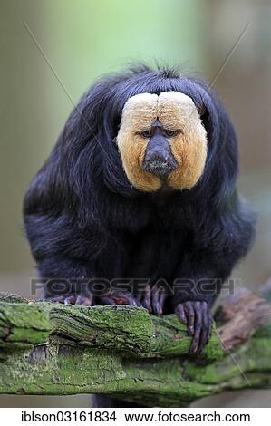"White-faced Saki, Guianan Saki or Golden-faced Saki (Pithecia pithecia), adult, male, native to South America, captive, Apeldoorn, Gelderland, The Netherlands, Europe" View Large Photo Image Picture - "White-faced Saki, Guianan Saki or Golden-faced Saki (Pithecia pithecia), adult, male, native to South America, captive, Apeldoorn, Gelderland, The Netherlands, Europe". Fotosearch