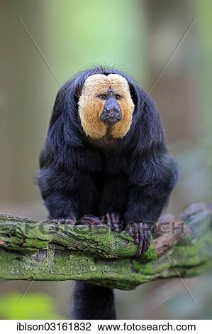 "White-faced Saki, Guianan Saki or Golden-faced Saki (Pithecia pithecia), adult, male, native to South America, captive, Apeldoorn, Gelderland, The Netherlands, Europe" View Large Photo Image Stock Image - "White-faced Saki, Guianan Saki or Golden-faced Saki (Pithecia pithecia), adult, male, native to South America, captive, Apeldoorn, Gelderland, The Netherlands, Europe". Fotosearch