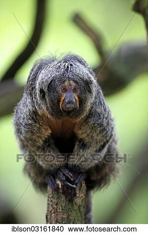 "White-faced Saki, Guianan Saki or Golden-faced Saki (Pithecia pithecia), adult, female, native to South America, captive, Apeldoorn, Gelderland, The Netherlands, Europe" View Large Photo Image Stock Image - "White-faced Saki, Guianan Saki or Golden-faced Saki (Pithecia pithecia), adult, female, native to South America, captive, Apeldoorn, Gelderland, The Netherlands, Europe". Fotosearch