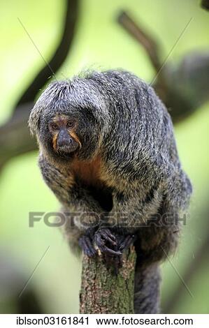 "White-faced Saki, Guianan Saki or Golden-faced Saki (Pithecia pithecia), adult, female, native to South America, captive, Apeldoorn, Gelderland, The Netherlands, Europe" View Large Photo Image Stock Image - "White-faced Saki, Guianan Saki or Golden-faced Saki (Pithecia pithecia), adult, female, native to South America, captive, Apeldoorn, Gelderland, The Netherlands, Europe". Fotosearch