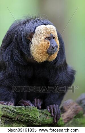 Stock Photography - "White-faced Saki, Guianan Saki or Golden-faced Saki (Pithecia pithecia), adult, male, native to South America, captivee, Apeldoorn, Gelderland, The Netherlands, Europe". Fotosearch