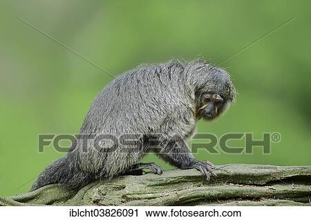 Stock Image - "White-faced Saki (Pithecia pithecia), female, captive, Germany, Europe". Fotosearch