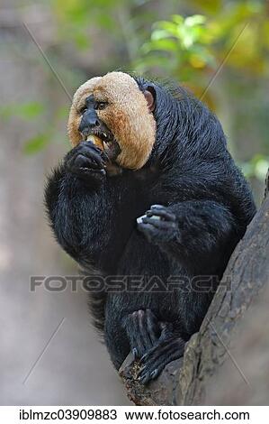 "White-faced Saki (Pithecia pithecia) feeding on an apple, captive, tropical greenhouse, zoo, Nuremberg, Bavaria, Germany, Europe" View Large Photo Image Stock Image - "White-faced Saki (Pithecia pithecia) feeding on an apple, captive, tropical greenhouse, zoo, Nuremberg, Bavaria, Germany, Europe". Fotosearch