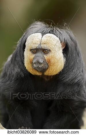 "White-faced Saki (Pithecia pithecia), male, captive, Germany, Europe" View Large Photo Image Stock Photo - "White-faced Saki (Pithecia pithecia), male, captive, Germany, Europe". Fotosearch