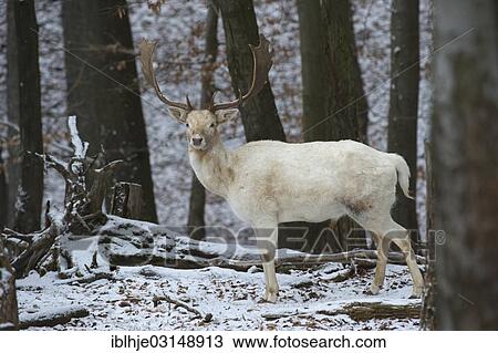 Stock Image - "White Fallow Deer (Dama dama) in winter, Daun, Vulkan Eifel, Eifel, Rhineland-Palatinate, Germany, Europe". Fotosearch